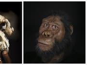 Der Schädel eines vor 3,8 Millionen Jahren lebenden Vormenschen (links) erlaubt erstmals, seine Gesichtszüge zu rekonstruieren (rechts). (Bild: Cleveland Museum of Natural History)