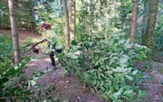 Mitarbeiter des Stadtforstamts Luzern entfernen Kirschlorbeer aus dem Wesemlinwäldli. (Bild: Urs Flüeler/Keystone, 13. September 2016)