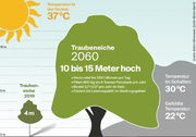 Grafik: Micha Wernli