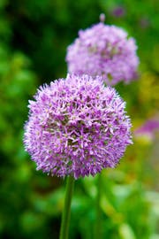 Die Allium-Pflanze leuchtet so schön. Wer kann da widerstehen? (Bild: Shutterstock)