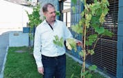 Ein Abschiedsgeschenk, das passender nicht sein könnte: Über den Weinberg «Don Romano» neben dem Pfarreizentrum freut sich der aus einer Weinbauernfamilie stammende Stadtpfarrer Roman Giger besonders.Bild: Gianni Amstutz