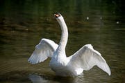 Ein Schwan beim Wichelsee zwischen Alpnach und Sarnen. Dort leben rund 25 Tiere, Zielbestand des Kantons sind 15 Tiere. (Bild: Corinne Glanzmann, 27. August 2019)