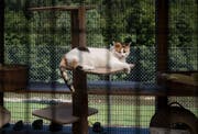 Katzen sind die Tiere, die am häufigsten ins Tierheim gebracht werden. (Bild: Benjamin Manser)