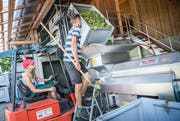 Zwei Erntehelfer bei der Arbeit. (Bild: Andrea Stalder)