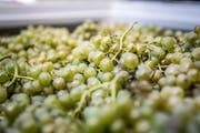 Die Solaris gehört zu den beliebtesten Weissweinsorten im Thurgau. (Bild: Andrea Stalder)