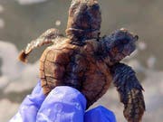 Die Schildkröte mit zwei Köpfen erhielt den Namen «Squirt und Crush», bevor sie ins Meer entlassen wurde. (Bild: KEYSTONE/AP Sea Turtle Patrol Hilton Head Island)