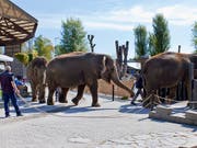 Die vier letzten dänischen Zirkus-Elefanten werden von der dänischen Regierung aufgekauft und in den Ruhestand geschickt. Nach Angaben eines dänischen Ministeriums zahlt der Staat umgerechnet 1,6 Millionen Franken für Ramboline, Lara, Djunga und Jenny. (Bild: KEYSTONE/GAETAN BALLY)