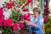 Im Juni dieses Jahres trat Annemarie Huber-Hotz als Präsidentin des Schweizerischen Roten Kreuzes (SRK) zurück. Das Bild zeigt sie in ihrem Rosengarten in Baar. (Bild: Philipp Schmidli, 20. Juni 2019)