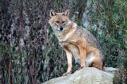 Ein Goldschakal lebt möglicherweise auch im Werdenberg. Eine W&O-Leserin will ihn gesehen haben. (Bild: Martina Berg/fotalia)