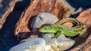 Ein kleiner grüner Dinosaurier, die Zauneidechse (Bild: Fredy Buchmann)