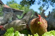 Auch ein blindes Huhn findet mal ein Korn - oder Salatblatt. Ein Sprichwort mit negativen Kontext. (Bild: Donato Caspari, 13.06.2017)