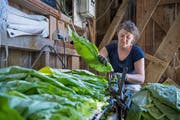 Ruth Brun bereitet die geernteten Blätter fürs Trocknen vor. Dafür werden sie eingefädelt.