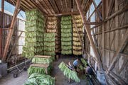 Die Ernte vom Vormittag wird nachmittags zum Trocknen eingefädelt und aufgehängt. (Bilder: Pius Amrein, Sigigen, 30. Juli 2019)