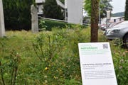 Grüne Vielfalt statt Monotonie vor dem Gemeindehaus in Eschlikon: Eine Infotafel gibt Auskunft. (Bild: Christian Kamm)