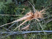 Wie viel das Holz aus den Schweizer Wäldern kosten soll, ist eine umstrittene Frage. Quelle: Pius Amrein