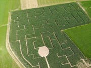 In Langrickenbach befindet sich das grösste Maislabyrinth der Schweiz. (Bild: Reto Martin)