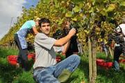 Winzer Martin Wolfer bei der Lese der Weintrauben. (Bild: Mario Testa)