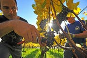 Johannes Meier, Besitzer des Schlossguts Bachtobel, bei der Lese einer roten Weinsorte im Herbst. (Bild: Mario Testa)