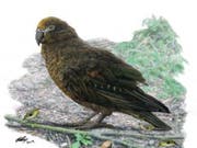 Bis zu einem Meter gross: Vor mehreren Millionen Jahren lebte auf Neuseeland ein Riesen-Papagei. (Illustration) (Bild: Flinders University/Brian Choo)