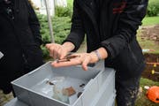 Nebst Knochen wurden auch Glas- und Metallteile wie Sargnägel gefunden.