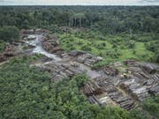 Die Abholzung des Regenwaldes in Brasilien nimmt immer rasanter zu. Im Archiv-Bild eine illegal gerodete Fläche. (Bild: Keystone/AP Ibama/FELIPE WERNECK)