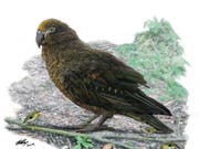Künstlerische Darstellung von Heracles inexpectatus neben etwa acht Zentimeter grossen Vertretern der Gattung Kuiornis, die vor neun bis 16 Millionen Jahren Neuseeland bevölkerten. (Bild: Brian Choo, Flinders University)