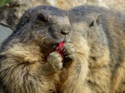 Leserbild. Doris Sieber fotografierte das Murmeli im Tierpark Peter und Paul.