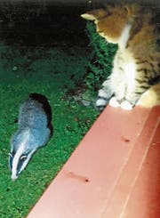 Kritisch beäugt: Der Dachs im Garten des Ehepaars Weishaupt in Wolfertswil. (Bild: PD)