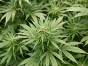 Ein St. Galler ist mit seiner Beschwerde gegen die Messmethode für die Bestimmung des THC-Gehalts in Hanf vor Bundesgericht abgeblitzt. (Bild: KEYSTONE/GAETAN BALLY)