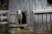 Neugierig blicken die Ziegen aus ihrem Stall hervor. (Bild: Beatrice Bollhalder)