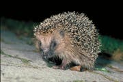 Verletzte Igel finden eine neuen Unterschlupf. (Bild: PD)