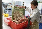 Angehende Metzger können ihre schulische Ausbildung nun doch in Wattwil in Angriff nehmen. (Bild: Gaëtan Bally/Keystone)