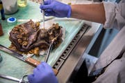 Regina Masser untersucht das Organ nach mögliche Erkrankungsbildern. (Bild: Reto Martin)