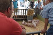 Jööh! Die Ferkel verzauberten an der Tierausstellung die Besucherinnen und Besucher. (Bild: Benedikt Troxler, Luzern, 31. August 2019)