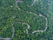 Illegal gefälltes Holz darf in der Schweiz nicht mehr gehandelt werden. Das Parlament hat eine Gesetzesänderung im Grundsatz gutgeheissen. (Bild: KEYSTONE/AP/VICTOR R. CAIVANO)