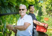 Erntehelfer Jürg Meier und Winzer Benno Forster (Bild: Andrea Stalder)