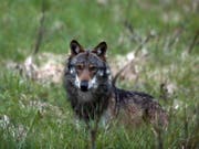 Die Walliser Regierung und der Grosse Rat wollen die Zahl der Jäger erhöhen, um die Chancen beim Wolf-Abschuss zu erhöhen. (Bild: KEYSTONE/MARCO SCHMIDT)