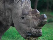 Das letzte Männchen des Nördlichen Breitmaulnashorns ist bereits verstorben, nur zwei Weibchen existieren noch. Durch künstliche Befruchtung versuchen Forschende, die Unterart zu retten. (Bild: KEYSTONE/EPA/DANIEL IRUNGU)