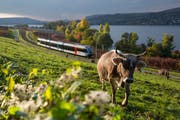 Eine Teiletappe der "Grand Train Tour of Switzerland" führt 40 Kilometer dem Bodenseeufer entlang. Bild: Thurbo