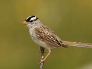 Die Dachsammer (Zonotrichia leucophrys) ist ein in Nordamerika heimischer Zugvogel. Über Samen nimmt das Tier auch Pestizide auf. (Bild: Wolfgang Wander, Wikimedia Commons CC BY-SA 3.0)