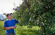 Feuerbrandkontrolleur Fredy Odermatt begutachtet einen Birnbaum in der Riedenmatt. (Bild: Corinne Glanzmann, Stans, 10. September 2019)