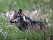 Das Walliser Stimmvolk wird sich wohl frühestens im Herbst 2020 an der Urne über Grossraubtiere wie den Wolf äussern können. (Bild: Keystone/MARCO SCHMIDT)
