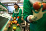 Die Äpfel werden in der Obsthalle Sursee von Mitarbeitern per Hand abgepackt. (Bild: Dominik Wunderli, 12. September 2019)