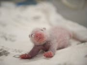 Eines der beiden Panda-Zwillinge des Berliner Zoos. (Zoo Berlin/Zoologischer Garten Berlin via AP) (Bild: KEYSTONE/AP Zoologischer Garten Berlin/ZOO BERLIN)