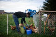 Ein Flüchtling bei der Arbeit auf einem Bauernhof. (Bild: KEYSTONE/Gian Ehrenzeller)