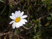 Sind wenig Nährstoffe verfügbar, ist die Alpenmargerite im Vorteil. Mit dem Klimawandel verändert sich die Flora der Alpen, wobei Böden eine zentrale, aber kaum erforschte Rolle spielen. (Bild: Wikimedia Commons, CC BY-SA 3.0)
