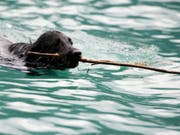 Der Hund hat bei der Rettungsaktion im Genfersee überlebt. Sein Herrchen, der ihn retten wollte, starb jedoch bei diesem Versuch. (Bild: Keystone/SAMUEL TRUEMPY)
