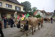 Die Züchter ziehen mit ihren Tieren durch Schönholzerswilen. (Bild: Trudi Krieg)