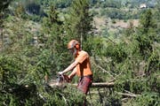 Bis zu 25 Forstwarte sind bei Gurtnellen im Einsatz. (Bild: Christian Tschümperlin, Gurtnellen, 16.9.2019)