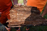Der Borkenkäfer frisst sich durch das Holz. (Bild: Christian Tschümperlin, Gurtnellen, 16.9.2019)
